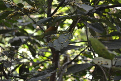 Cinnamomum sulphuratum